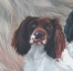 tag kai gundaogs