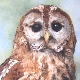 pet portrait, animal art, pet pictures, paintings, oil, dog, cat, horses, glass engraving
