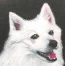 Pet Portrait - Tzar